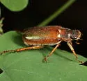 Dichelonyx subvittatus - photo 5