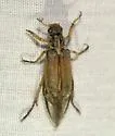 Dichelonyx sulcatus - photo 2