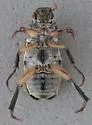 Dichelonyx sulcatus - photo 3
