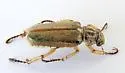 Dichelonyx sulcatus - photo 4