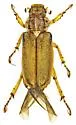 Dichelonyx sulcatus - photo 5