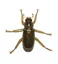 Dichelonyx truncatus - photo 2