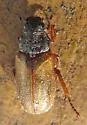 Dichelonyx truncatus - photo 3