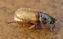 Dichelonyx truncatus - photo 4