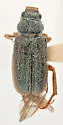 Dichelonyx truncatus - photo 5