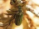 Dichelonyx validus - photo 2