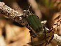 Dichelonyx validus - photo 4