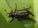 Dichelonyx validus - photo 5