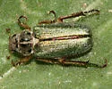 Dichelonyx vicinus - photo 2