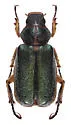 Dichelonyx vicinus - photo 3