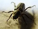 Dichelonyx vicinus - photo 4