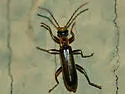 Dichelotarsus cavicollis