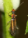 Dichelotarsus cavicollis - photo 2