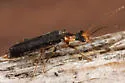 Dichelotarsus cavicollis - photo 4