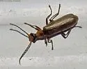 Dichelotarsus cavicollis - photo 5