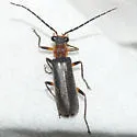 Dichelotarsus cinctipennis
