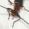 Dichelotarsus cinctipennis - photo 2