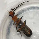 Dichelotarsus cinctipennis - photo 3