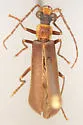 Dichelotarsus cinctipennis - photo 5