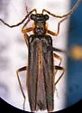 Dichelotarsus excursus