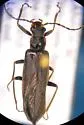 Dichelotarsus excursus - photo 2