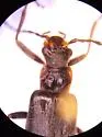 Dichelotarsus excursus - photo 3