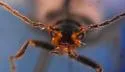 Dichelotarsus excursus - photo 4