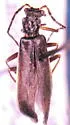 Dichelotarsus extremus