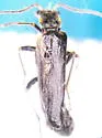 Dichelotarsus fissilis