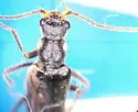 Dichelotarsus fissilis - photo 2