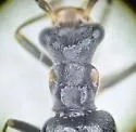 Dichelotarsus fissilis - photo 4