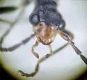 Dichelotarsus fissilis - photo 5