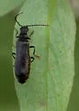 Dichelotarsus flavimanus