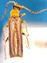 Dichelotarsus instabilis