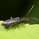 Dichelotarsus laevicollis - photo 2