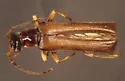 Dichelotarsus laevicollis - photo 3