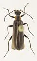 Dichelotarsus limbellus - Dichelotarsus limbellus