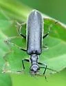 Dichelotarsus lygarius - photo 2