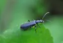 Dichelotarsus lygarius - photo 3