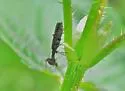 Dichelotarsus lygarius - photo 4
