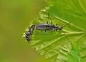 Dichelotarsus lygarius - photo 5