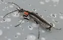 Dichelotarsus macer