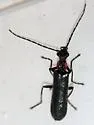 Dichelotarsus macer - photo 2