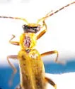 Dichelotarsus melvillei - photo 2