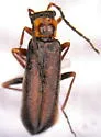 Dichelotarsus obscureovittatus - photo 2