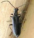 Dichelotarsus obscureovittatus - photo 4