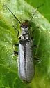 Dichelotarsus obscureovittatus - photo 5