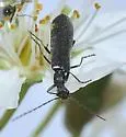 Dichelotarsus piniphilus - photo 2