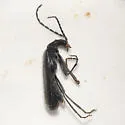 Dichelotarsus piniphilus - photo 3