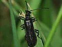 Dichelotarsus piniphilus - photo 4
